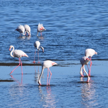 Flamingos in Sandwich Harbour